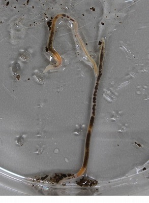 探究学習】珍！ホタルミミズの発見 │ 佐野日本大学高等学校 